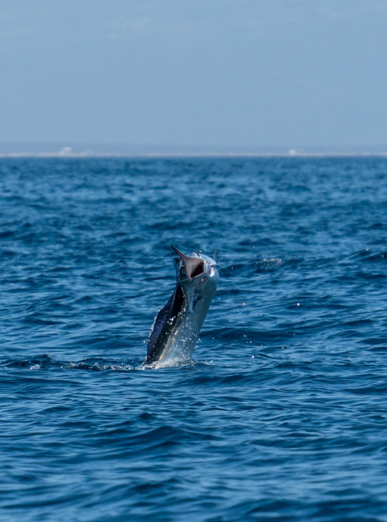 Sailfish Jump